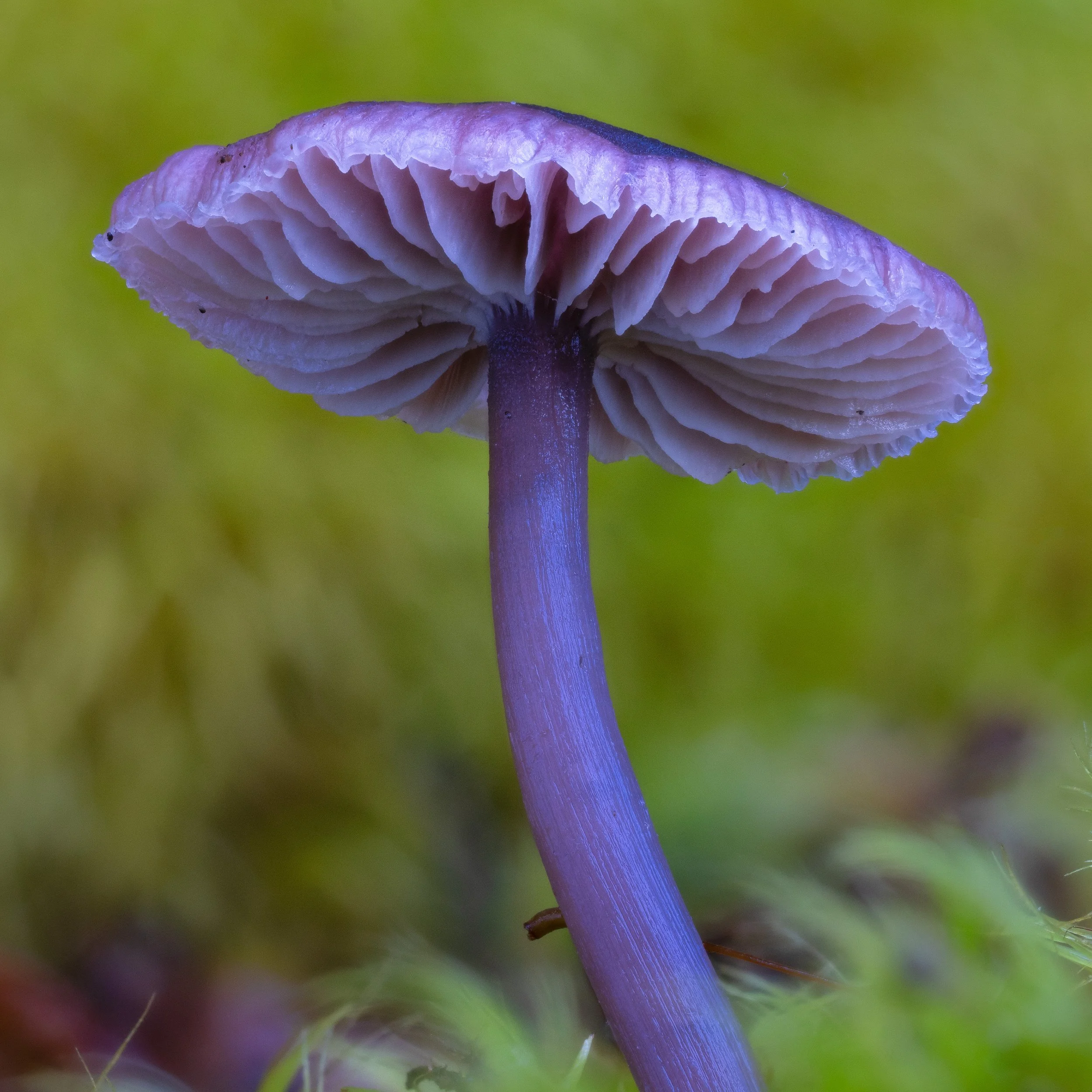 NEW ZEALAND'S FUNKY FUNGI — Planet Fungi
